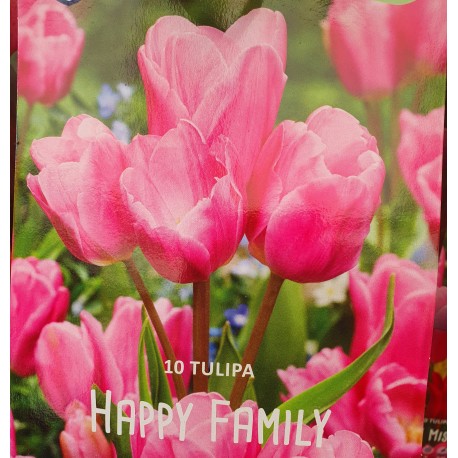 Tulpan ’HAPPY FAMILY’ 10 st lök/fp