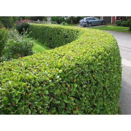 BUKETTAPEL häck 10-pack