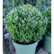 JÄRNEK JAPANSK 'JENNY' Klot 35 cm