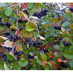 ARONIA FK VÄSTERÅKER E, buske