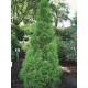 THUJA 'Smaragd' 60-80 cm co 3 L