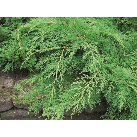 KRYPTHUJA (Lev. ej bekr.)