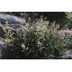 KOREANSK PLYMSPIREA
