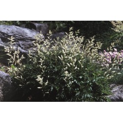 KOREANSK PLYMSPIREA
