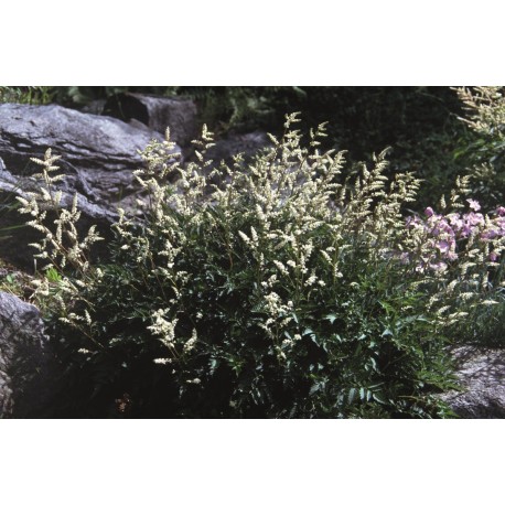 KOREANSK PLYMSPIREA