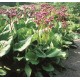HJÄRTBERGENIA