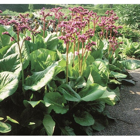 HJÄRTBERGENIA