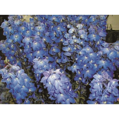 TRÄDGÅRDSRIDDARSPORRE BLÅ 'BLUE BIRD'