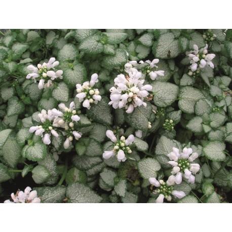 ROSENPLISTER 'WHITE NANCY'