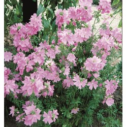 MYSKMALVA ROSA