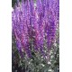 STÄPPSALVIA 'CARADONNA'