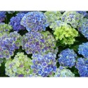 Hortensia (10% rabatt förköp)