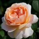 Plant'n Relax®/ Roses Forever, Easy Elegance & Terassrosor 